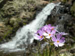 5 - Primula farinosa 17 06 2005.JPG (97397 byte)