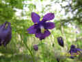 20 - Aquilegia vulgaris.JPG (958736 byte)