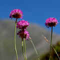 81 - armeria alpina.jpg (284443 byte)