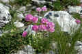 84 - 1-armeria alpina.JPG (286104 byte)