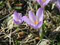 90 - Crocus.JPG (1082318 byte)