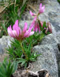 94 - Trifolium alpinum.jpg (246989 byte)