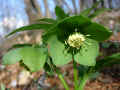 95 - Helleborus viridis.jpg (102325 byte)