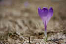 004 - 1- Super Crocus.JPG (153228 byte)