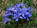 017 - scilla bifolia.jpg (206223 byte)