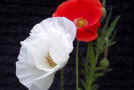 024 - Papaver rhoeas6copia2.JPG (42145 byte)