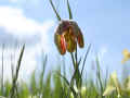 027 - fritillaria dell'orsini.jpg (245881 byte)