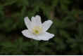 159 - Anemone nemorosa L..JPG (116094 byte)