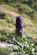 161 - Napello aconitum.JPG (241137 byte)